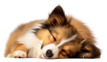 PNG Shetland sheepdog sleeping mammal animal.