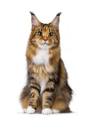 Impressive young adult tortie Maine Coon cat, sitting up facing front. Looking straight to camera with green eyes. Isolated on a white background.