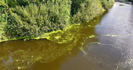 Aerial view of Blue green algae at the Canoe trail at Movanagher Lock Kilrea on The River Bann from Lough Neagh Northern Ireland