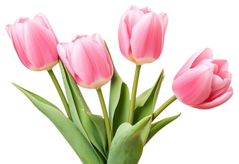 Fototapeta premium PNG Flower tulip blossom plant.