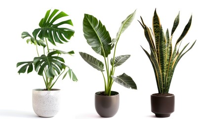 Obraz premium plant in a pot