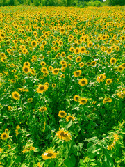 Sunflower oil harvest in progress on a sunny day in rural field