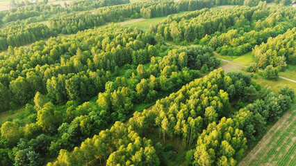 Morning sunlight streaming through dense forest