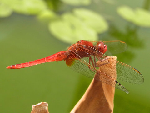 LIbellula freccia rossa