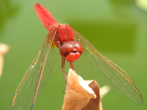LIbellula freccia rossa