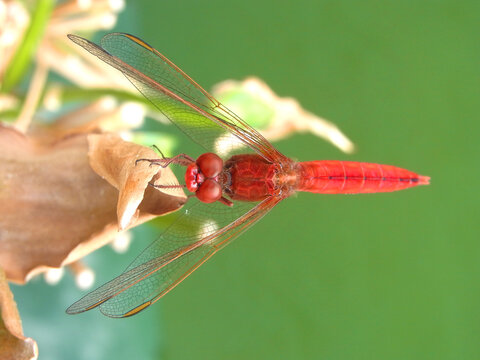 LIbellula freccia rossa