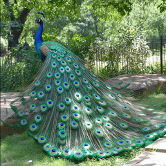Obraz premium Pfau