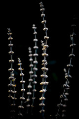 plant in forest,sun light and black background
