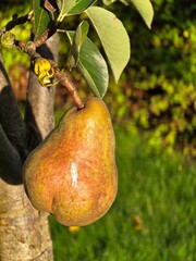 Close-up of a pear hanging from a tree branch, with more pears and green leaves in the background.