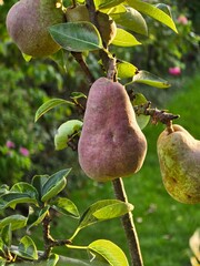 Close-up of a pear hanging from a tree branch, with more pears and green leaves in the background.