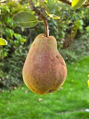 Close-up of a pear hanging from a tree branch, with more pears and green leaves in the background.