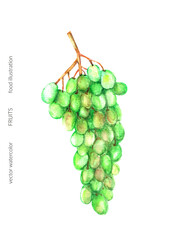 Hand drawn watercolor green grape bunch illustration. Tropical exotic fruit for food and drink background