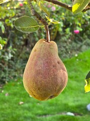 Close-up of a pear hanging from a tree branch, with more pears and green leaves in the background.