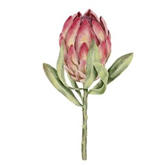 Protea, pink tropical flower with leaves watercolor illustration