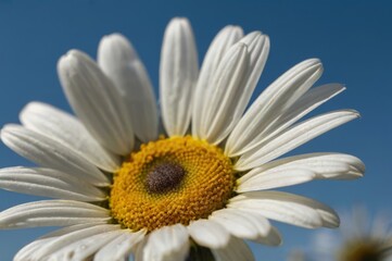 Daisy flower, blue sky in the background.