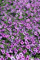 Pink flowers in the park