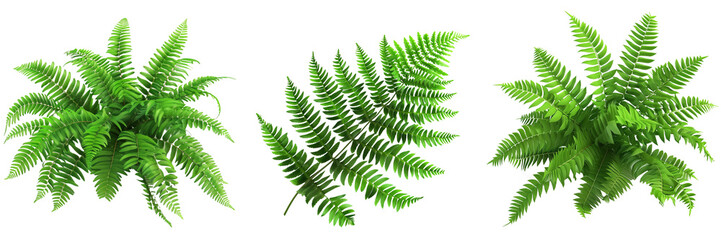 Lush green fern leaves, on isolated transparent background