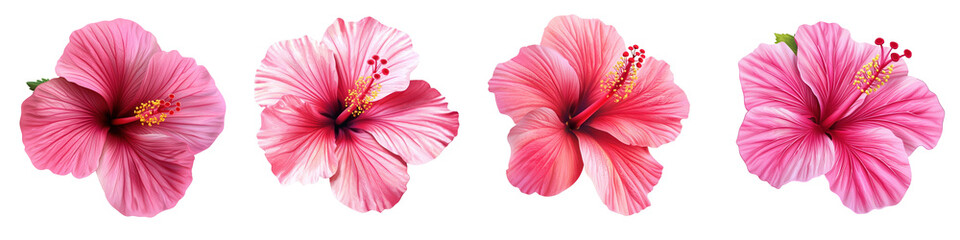 Obraz premium Beautiful collection of pink hibiscus flowers showcasing vibrant colors and delicate petals, perfect for nature-themed projects.