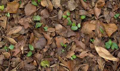 Providing seamless camouflage for hunting clothes, guns and vehicles