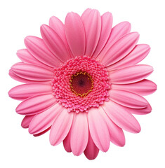Gerbera flower petal daisy plant.