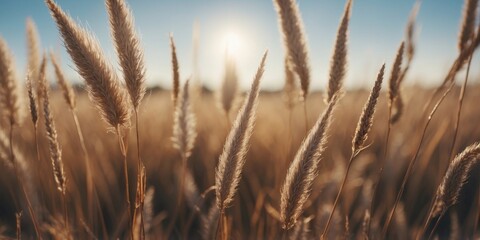 Fototapeta premium Dry grass with ears on summer meadow over the blue sky.