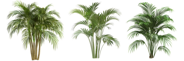 Towering palm tree leaves on isolated transparent background