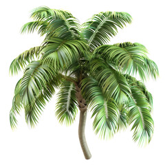 Fototapeta premium Towering palm tree leaves on isolated transparent background