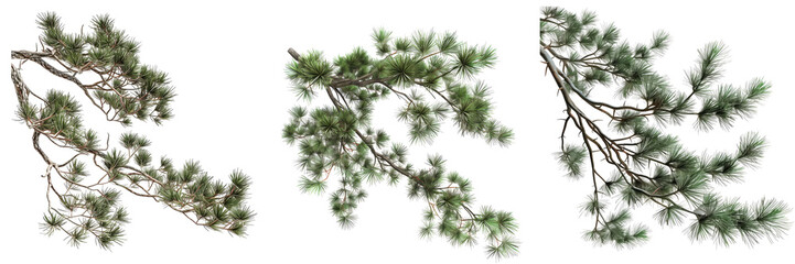 Obraz premium Towering pine tree branches on isolated transparent background