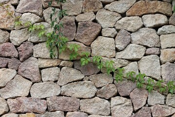 Stone wall texture with green hedera graphic source
