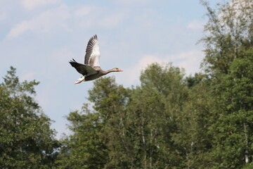 Big wild goose in flight