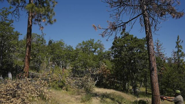Tree Felling Cutting and Falling