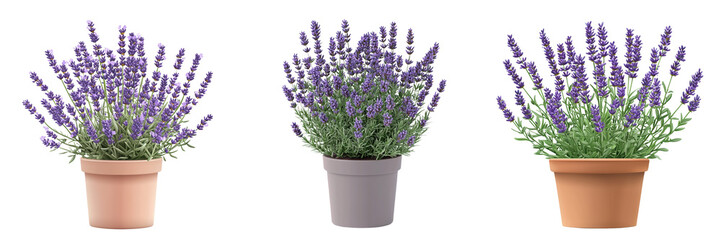Fototapeta premium Three potted lavender plants in various pots, showcasing vibrant purple flowers and lush green foliage for decorative purposes.