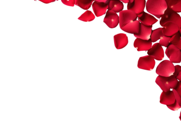 PNG Red rose petals floral border backgrounds flower white background.