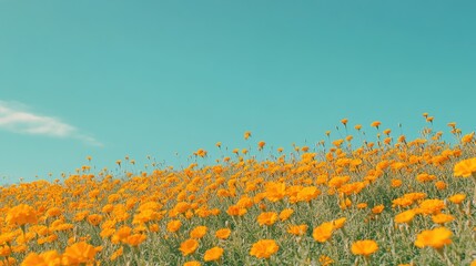 Fototapeta premium A field of bright yellow marigolds under a clear blue summer sky, showcasing vibrant seasonal colors