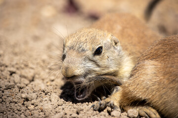 A close-up view of a black-tailed prairie dog that wants to bite another black-tailed dog's tail (Cynomys ludovicianus)