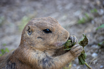 A close-up picture of a black-tailed prairie dog eating a green leaf. (Cynomys ludovicianus) 