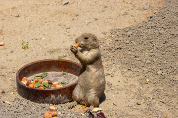 The black-tailed prairie dog (Cynomys ludovicianus) is a rodent of the family Sciuridae (the...