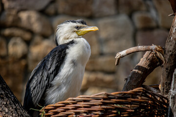 Cormorant sitting on a branch in a wicker basket. (Phalacrocorax carbo)