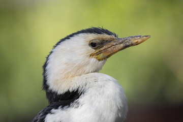 Portrait of a black and white cormorant in profile on a green background. (Microcarbo melanoleucos)