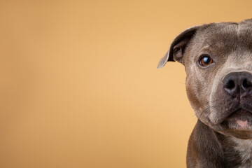 Blue American Staffordshire terrier isolated on background isolated