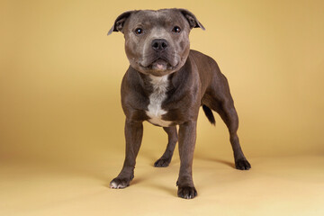 Blue american staffordshire terrier isolated on white background