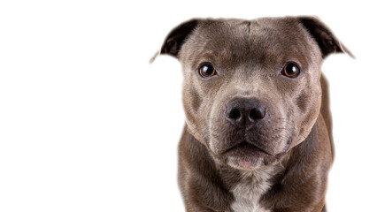 Blue American Staffordshire terrier isolated on background isolated
