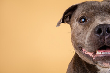 Blue American Staffordshire terrier isolated on background isolated