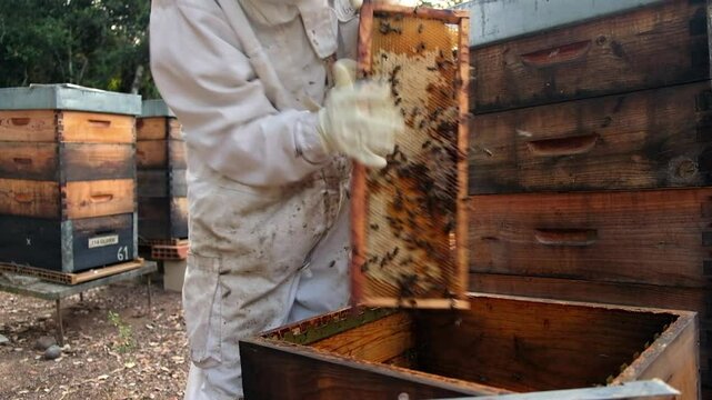 An anonymous beekeeper carefully extracts honeycomb while bees buzz all around, showcasing the art of beekeeping in a natural setting.