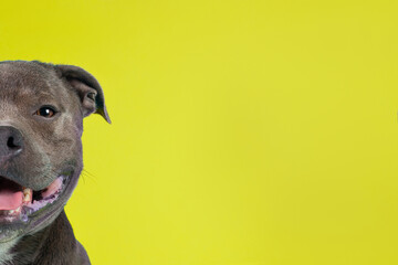 Blue American Staffordshire terrier isolated on background isolated