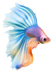 Fototapeta premium PNG Fish goldfish animal white background.