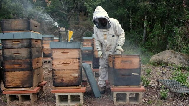 A beekeeper opens a beehive to inspect the honeycomb and assess the health of the bees during the peak harvesting period.