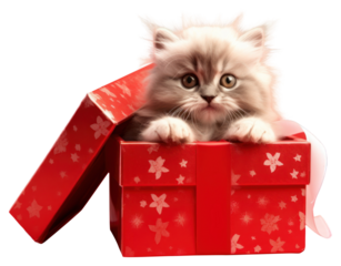 PNG Mammal animal kitten pet.