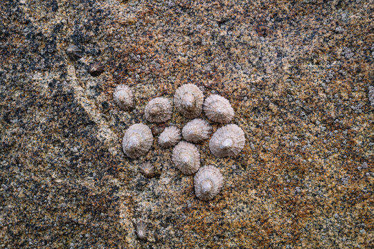 Arapede on rock