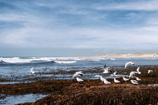 Seagull flight, La Torche, breton landscape, france